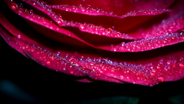 Картинка цветы розы розовый лепестки капли макро