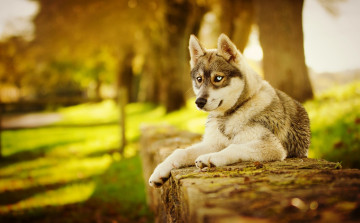Картинка животные собаки собака осень хаски