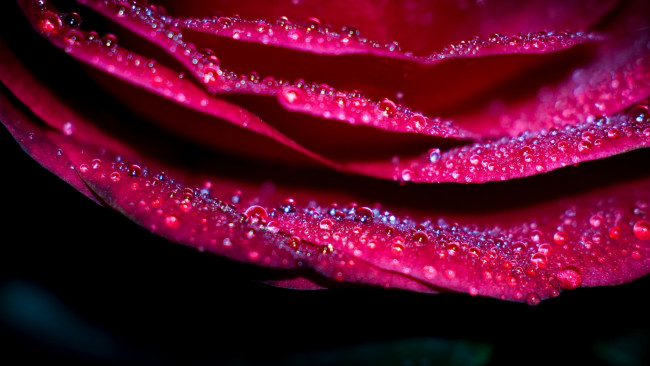Обои картинки фото цветы, розы, розовый, лепестки, капли, макро