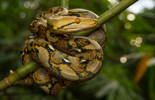 Обои картинки фото python reticulatus, животные, змеи,  питоны,  кобры, питон
