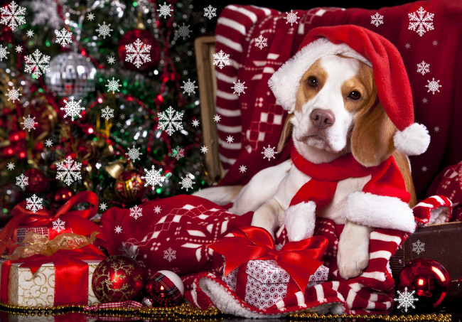 Обои картинки фото животные, собаки, плед, снежинки, колпак, собака, шарики, игрушки, подарки, шарф