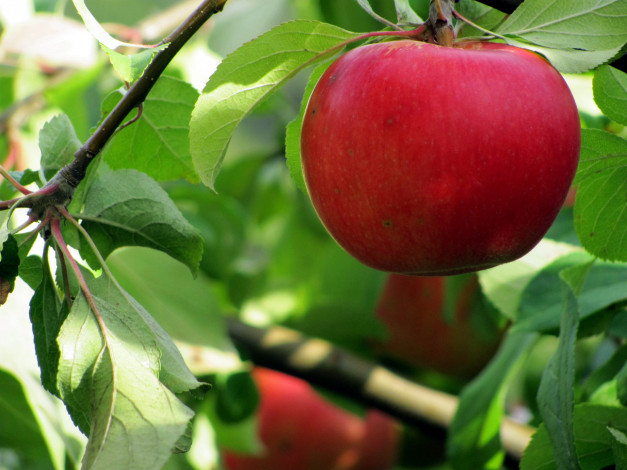Обои картинки фото природа, плоды, яблоко