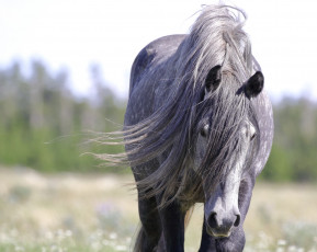 Картинка животные лошади красавец портрет грива конь морда серый дикий