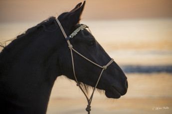 Картинка животные лошади конь вороной морда профиль закат свет красавец