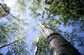 Картинка природа деревья берёза ствол размытие небо листва лето макро кора