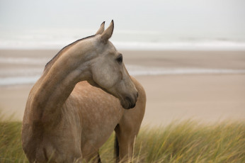 Картинка животные лошади конь позирует грация смотрит трава