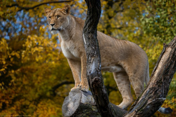 Картинка животные львы львица кошка хищник стоит поза позирует бревно осень зоопарк
