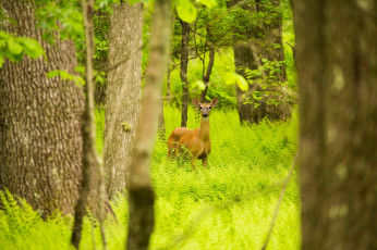 Картинка животные олени чаща стволы деревья зелёный лес лето