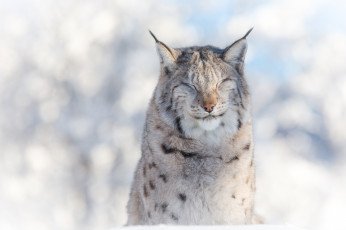 Картинка животные рыси кошка мех свет жмурится снег зима портрет морда хищник