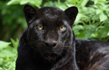 Картинка животные пантеры морда хищник кошка чёрный леопард портрет