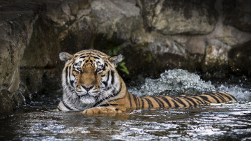 обоя животные, тигры, кошка, хищник, водоём, купание, вода, морда