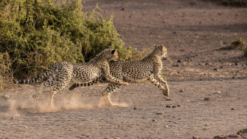 Картинка животные гепарды молодые пара хищники африка бег игра саванна кошки