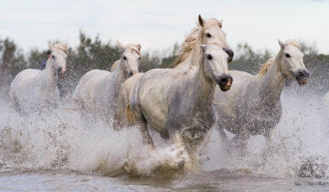 Картинка животные лошади скачка брызги вода галоп бег табун кони грация мощь движение