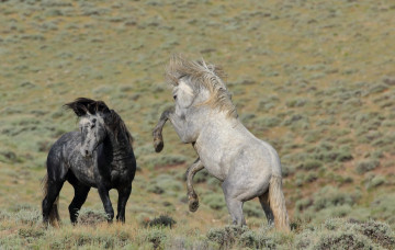 Картинка животные лошади тёмно-серый светло-серый пара дикие кони простор красавцы грация борьба мощь степь грива драка ссора разборка