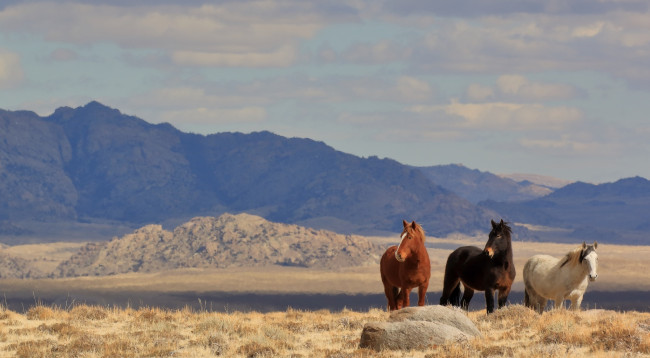 Обои картинки фото животные, лошади, рыжий, тройка, позируют, простор, степь, горы, бурый, серый, трио, дикие, кони