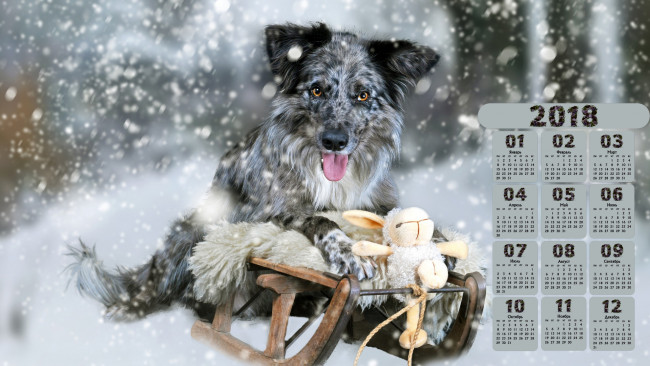 Обои картинки фото календари, животные, снег, сани, взгляд, собака, игрушка, 2018