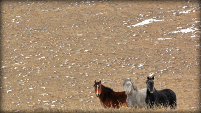 Обои картинки фото животные, лошади, степь, тройка, вороной, серый, гнедой, взгляд, дикие, трио, внимание, смотрят, простор, кони