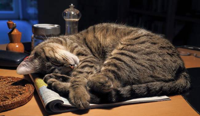 Обои картинки фото животные, коты, сон, кот, кошка, стол, журнал