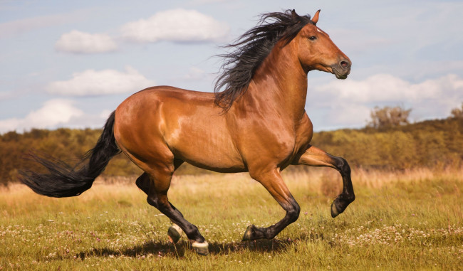 Обои картинки фото животные, лошади, конь, гнедой, бег, движение, галоп, скачет, грация, мощь, луг, простор, лето