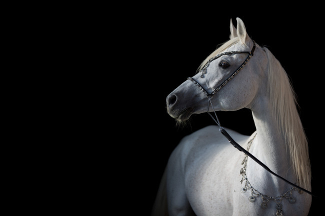 Обои картинки фото животные, лошади, конь, белый, арабский, позирует, свет, контраст