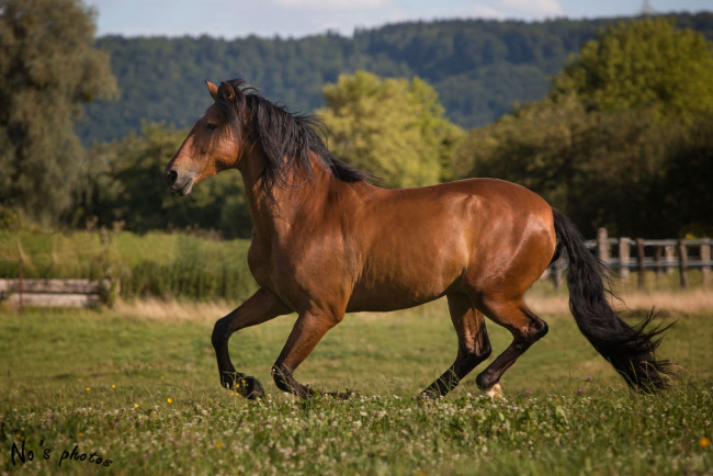 Обои картинки фото животные, лошади, лето, загон, движение, галоп, бег, мощь, грация, красавец, гнедой, конь