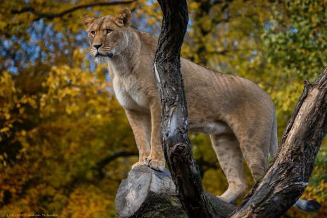 Обои картинки фото животные, львы, львица, кошка, хищник, стоит, поза, позирует, бревно, осень, зоопарк