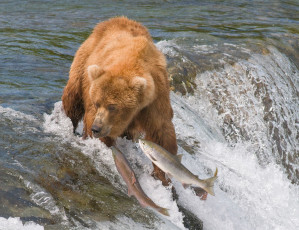 Картинка животные разные вместе река рыба медведь форель