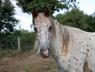 Картинка животные лошади конь лошадь жеребец аппалуза