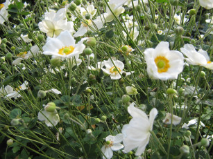 Картинка цветы ветреницы печёночницы много белые
