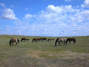 Картинка животные лошади кони пастбище
