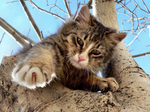 Картинка животные коты кот кошка ствол дерево