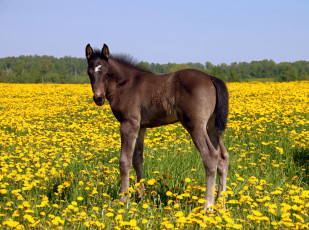 Картинка животные лошади жеребёнок одуванчики поле