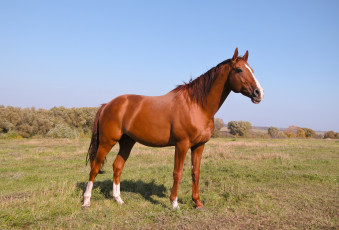 Картинка животные лошади конь лошадь поле