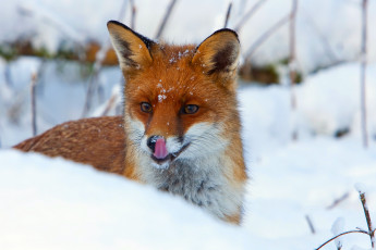 Картинка животные лисы лиса язык снег