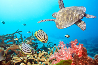Картинка животные разные вместе рыбы вода черепаха
