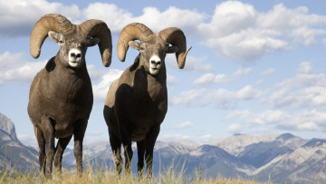 Картинка животные овцы бараны баран небо горы
