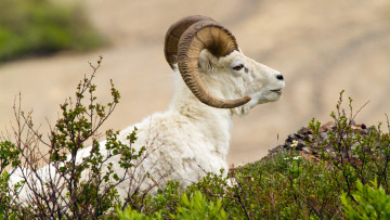 Картинка животные овцы бараны рога