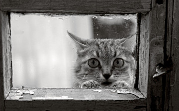 Картинка кот животные коты морда уши форточка глаза
