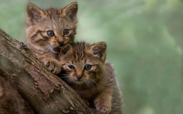 Картинка животные дикие кошки глаза дерево