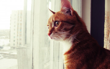 Картинка животные коты окно рыжий кот