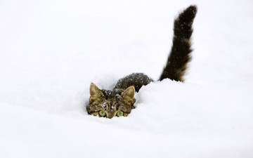 Картинка животные коты зима снег прячется
