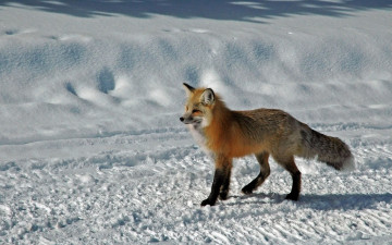 Картинка животные лисы снег зима