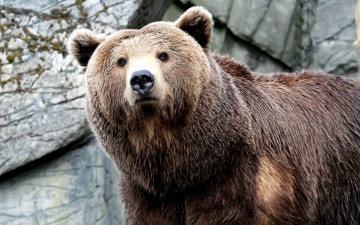 Картинка животные медведи взгляд хищник