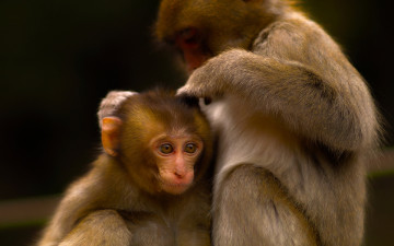 Картинка животные обезьяны мартышки