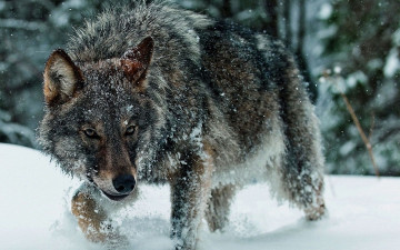 Картинка животные волки снег лес