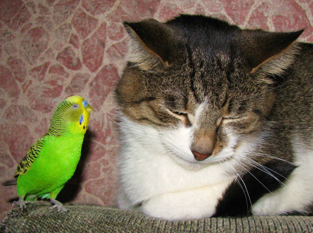 Обои картинки фото животные, разные, вместе, попугай, кошка, кот, дружба