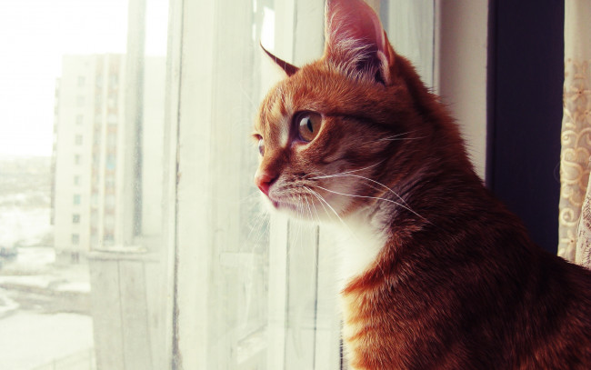 Обои картинки фото животные, коты, окно, рыжий, кот