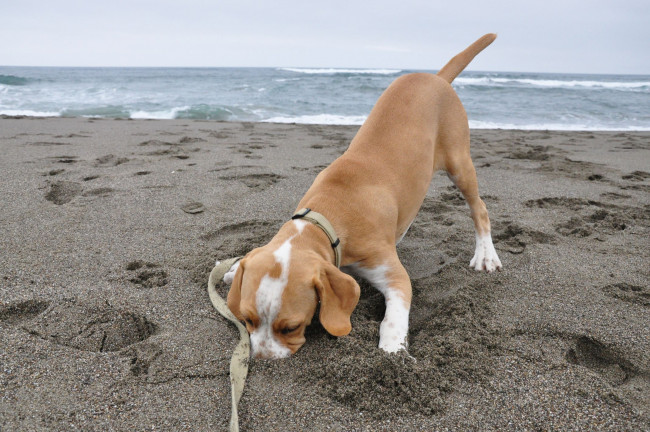 Обои картинки фото животные, собаки, песок, dog