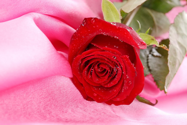 Обои картинки фото цветы, розы, роза, красная, капли, воды