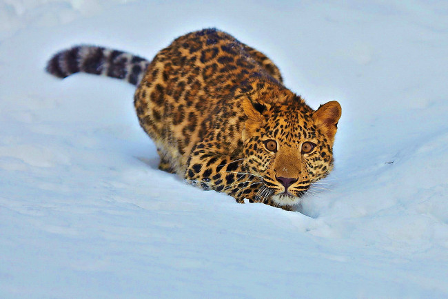 Обои картинки фото животные, леопарды, котёнок, леопард, снег
